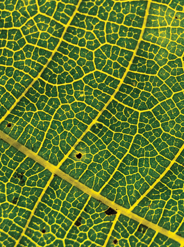 nature-hero-rd2-extreme closeup of green and yellow venation